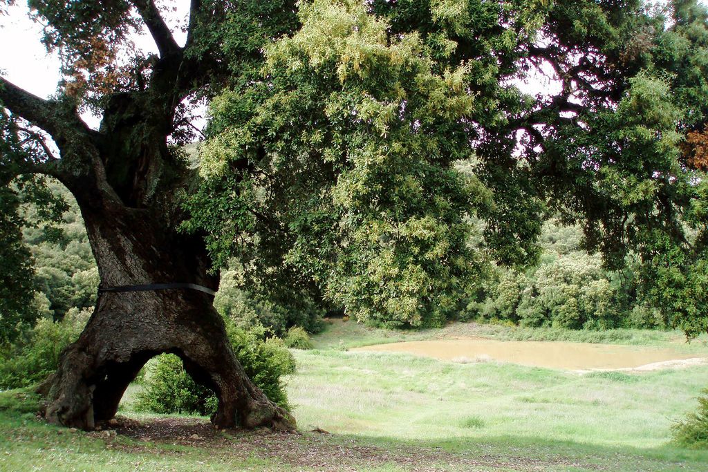 The Three-Legged Spanish Oak - Spain's entry for Tree of the Year