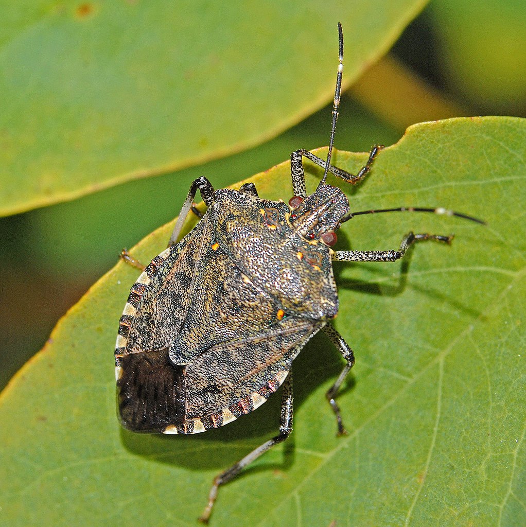 Halyomorpha halys. Adult