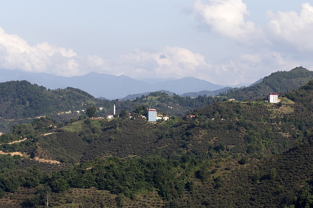 Hazelnut orchards in Espiye - Giresun, Turkey.