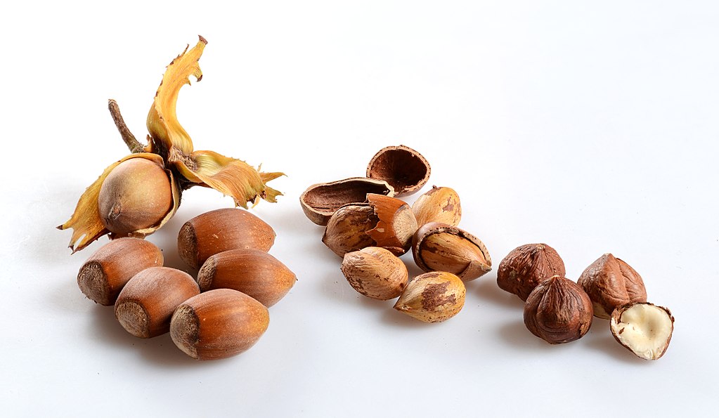 Hazelnuts (Corylus avellana) in different states: Ripe, opened, and dried. This picture is a stack of 10 single images