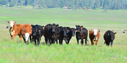 Cattle in New Mexico