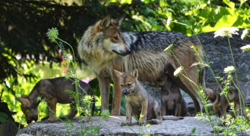 Mexican Gray Wolves and pups at the Brookfield Zoo