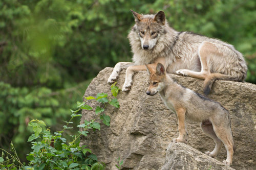 Mexican Wolf Pup, Brookfield zoo wolf pup July 2016