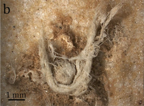 Detail of 50,000-year-old string.