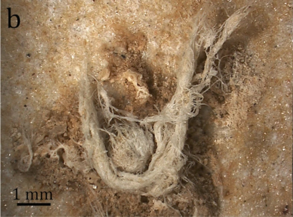 Detail of 50,000-year-old string.