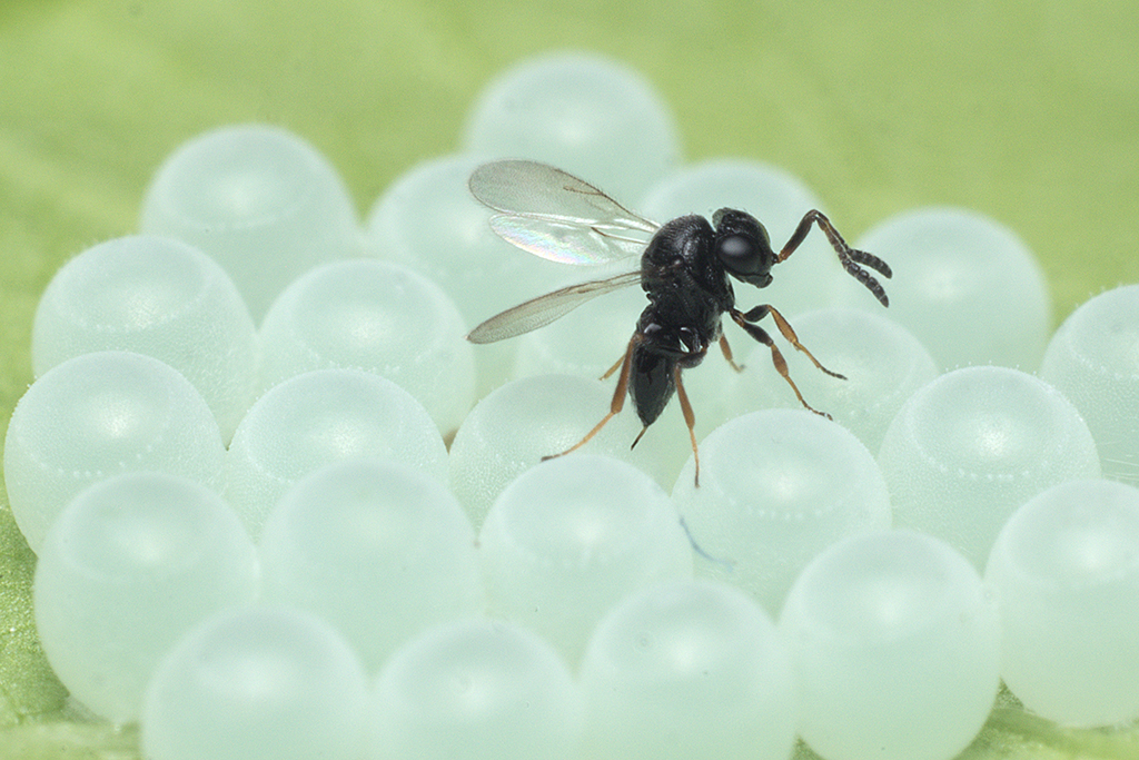 An adult samurai wasp lays eggs in a mass of brown marmorated stink bug eggs. Photo by Chris Hedstrom, Oregon Department of Agriculture.