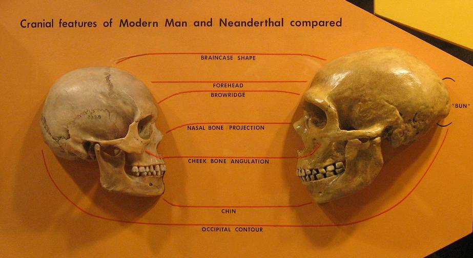 Comparison of Neanderthal and Modern human skulls from the Cleveland Museum of Natural History