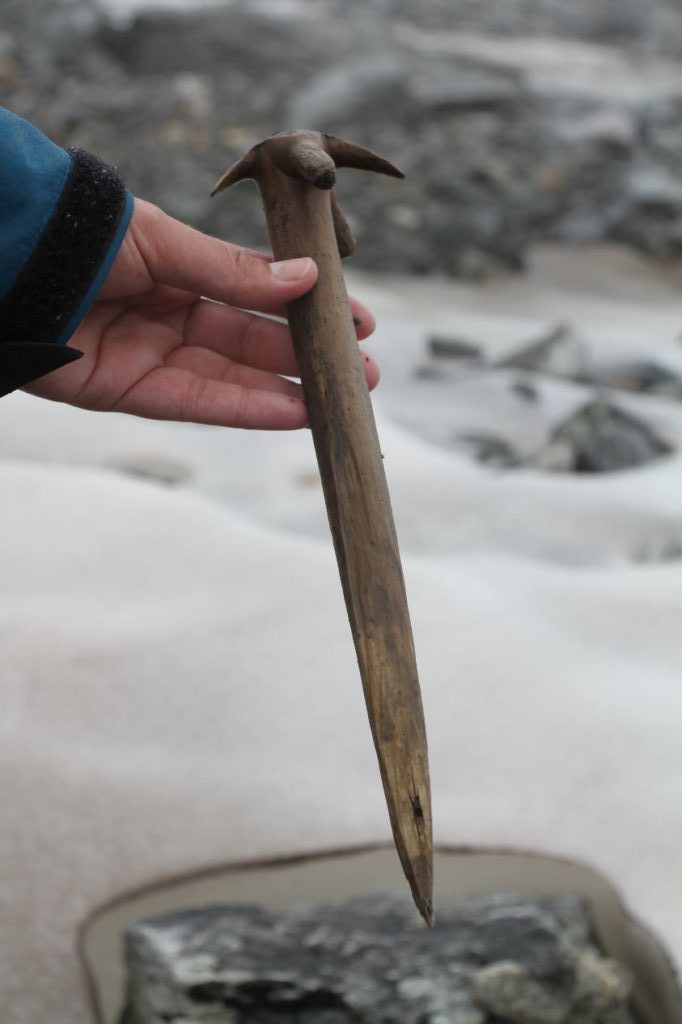 A wooden whisk, radiocarbon-dated to the 11th century AD. It was perhaps secondarily used as a tent peg, as such whisks were rarely pointed. Photo: secretsoftheice.com.