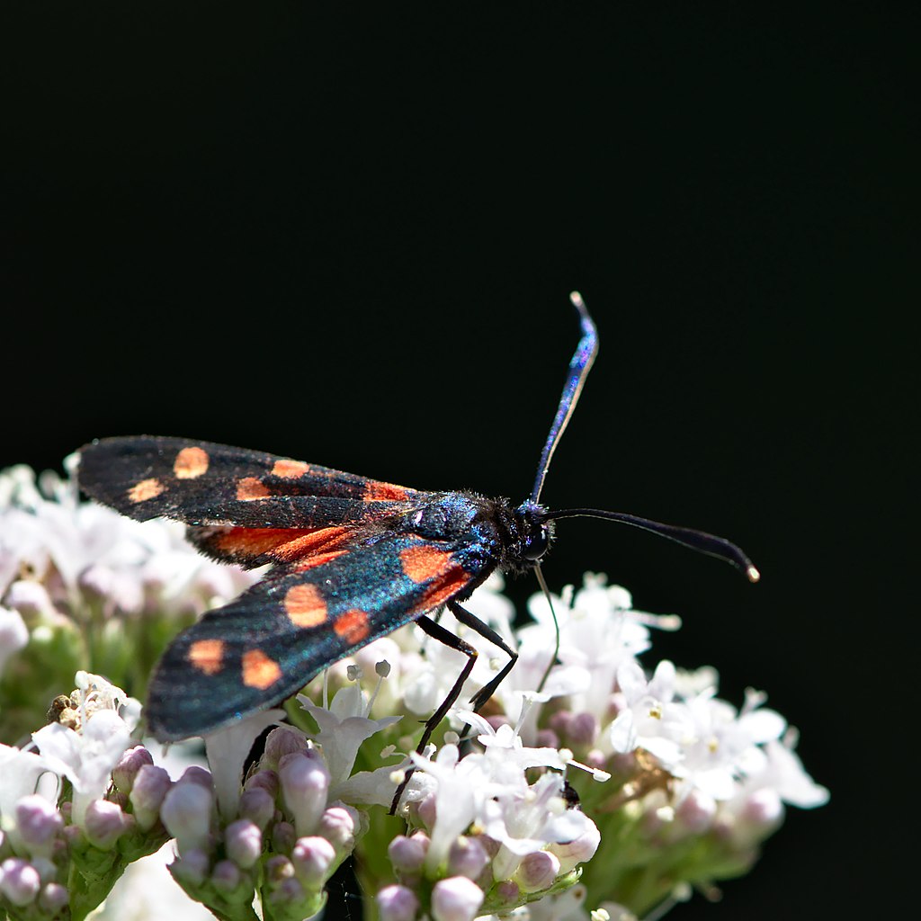 Burnet moth