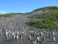 Great colony of about 60,000 pairs of hatching King Penguins (Aptenodytes patagonicus) in Salisbury plain on South Georgia.