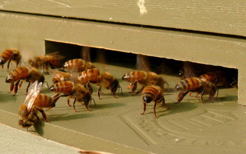 A group of Italian honeybee (Apis mellifera ligustica) workers gathered near the front entrance of their hive. These worker bees are fanning the entrance of the hive to cool it.