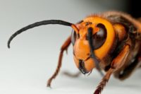 Male of Japanese giant hornet, Vespa mandarinia japonica