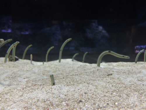Garden Eels at Sumida Aquarium, Tokyo