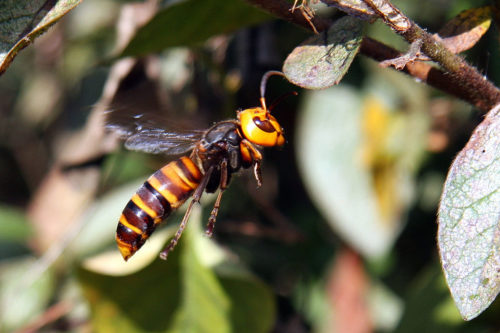 Vespa mandarinia, Asian giant hornet flying.