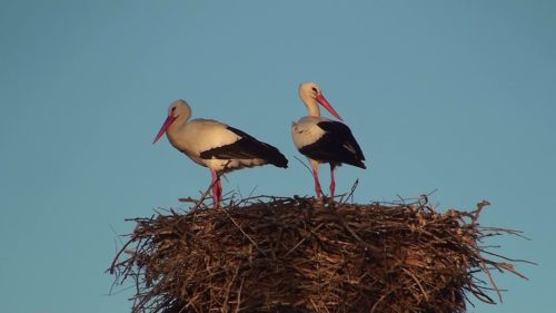 Two white storks, Ciconia ciconia, on nest in Lleida, Catalonia