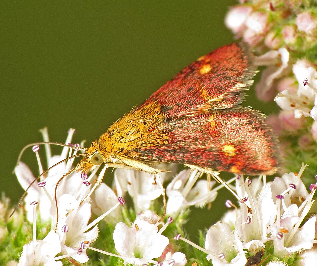 A beautiful Pyrausta Moth visiting the Mint flowering in the garden last August.