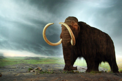 Mammoth, Royal BC Museum, Victoria, Canada