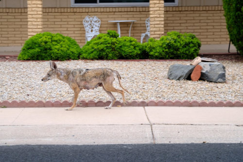 Female coyote trotting in front of a house.