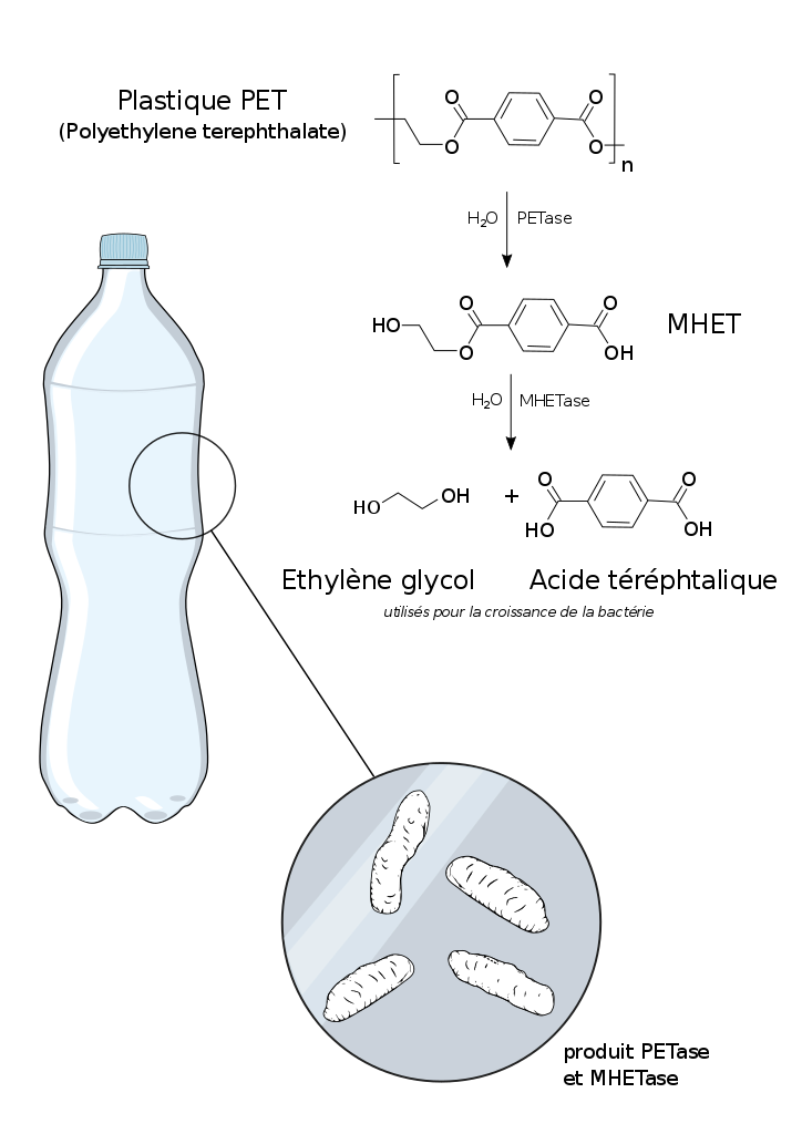 Metabolisation of PET plastic bottle by Ideonella sakaiensis