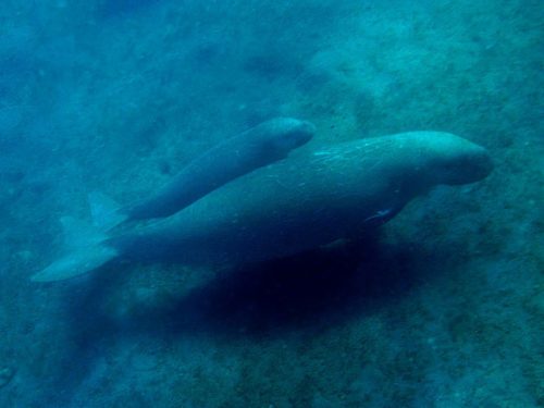 Dugong mother and offspring from East Timor.