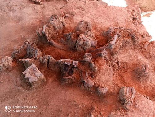 Mammoth bones found during excavation at location of new international airport in Mexico City.