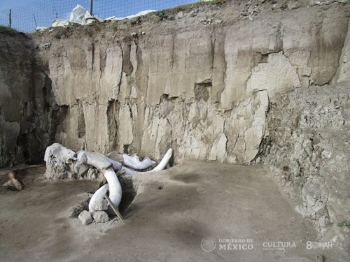 Photo of a mammoth bones in a mammoth pit in Mexico.