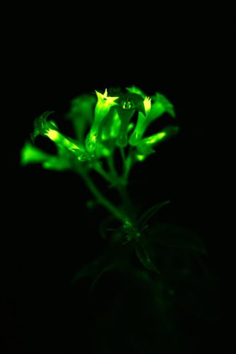 Glowing plants created by scientists in Russia, UK, and Austria.