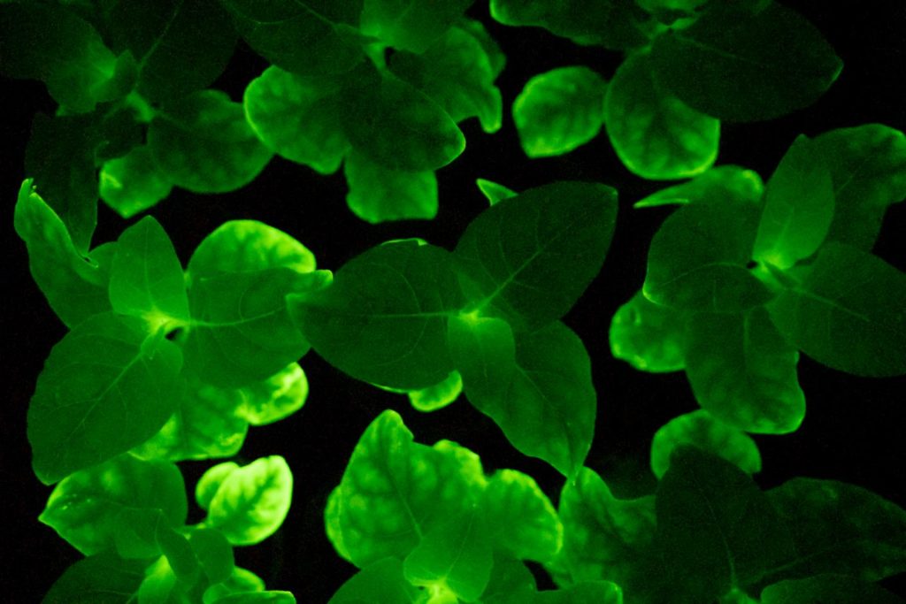 Glowing plants created by scientists in Russia, UK, and Austria.