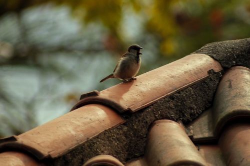 Bird singing on a rooftop.