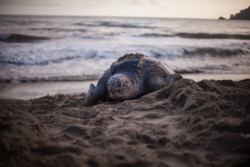 Leatherback turtle in Grande Riviere, Trinidad