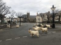 Kashmiri goats in Llandudno, Wales have come into town as people have stayed in their houses during the lockdown.