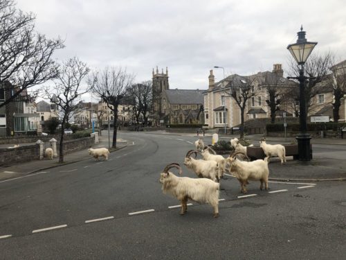 Kashmiri goats in Llandudno, Wales have come into town as people have stayed in their houses during the lockdown.