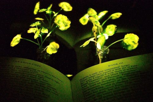 Glowing plants created by scientists at MIT.