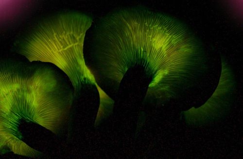 Omphalotus olearius, a glowing mushroom