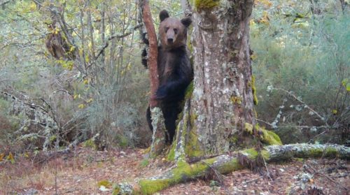 Male brown bear caught on photo-trap in Invernadeiro park in Galicia, Spain.