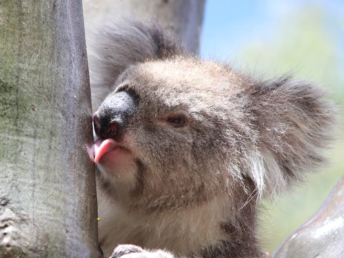 Wild koala face close-up with tongue out licking River Red Gum Eucalyptus camaldulensis tree trunk