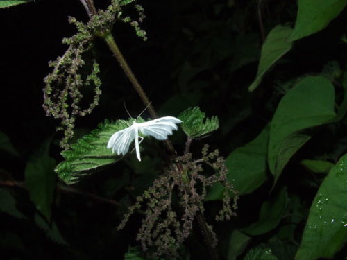 White Plume Moth (Pterophorus pentadactyla)