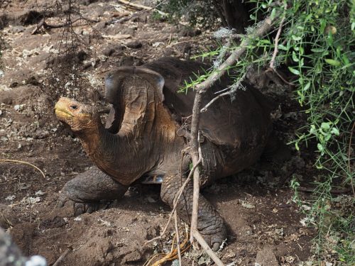 Diego, a Hood Island Giant Tortoise (Chelonoidis hoodensis) at the Charles Darwin Research Station in Santa Cruz, Galapagos