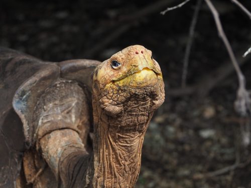 Diego, a Hood Island Giant Tortoise (Chelonoidis hoodensis) at the Charles Darwin Research Station in Santa Cruz, Galapagos