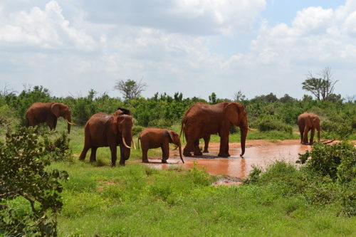 African bush elephant group, by a waterhole located next to a dirt road, north-west of Tarhi Eco Camp, in Tsavo East National Park, Kenya.