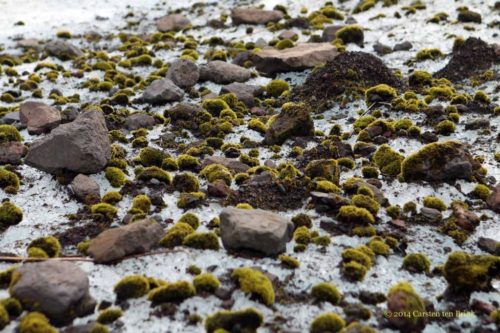 The moss is known as a glacier mouse because it moves around on the surface, jolted by the wind