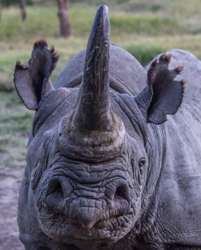 Barako, a black rhino at Ol Pejeta, the largest black rhino sanctuary in east Africa, and home to two of the world’s last remaining northern white rhino.