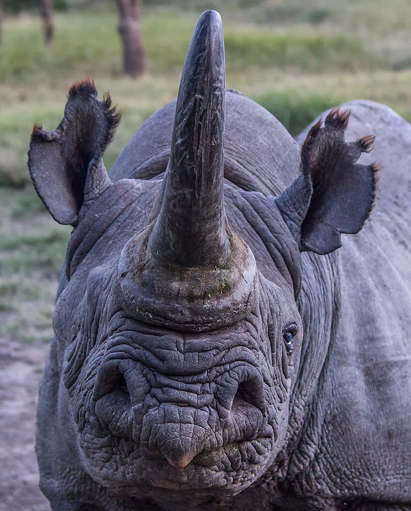 Barako, a black rhino at Ol Pejeta, the largest black rhino sanctuary in east Africa, and home to two of the world’s last remaining northern white rhino.