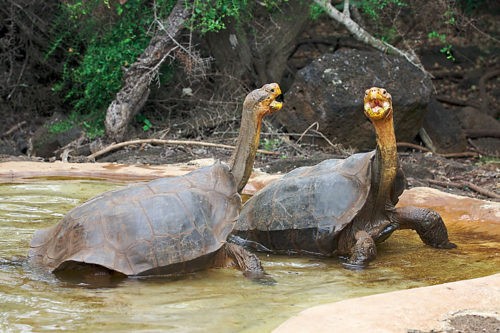 Two Galapagos tortoises engage in a dominance display in an enclosure on Santa Cruz Island