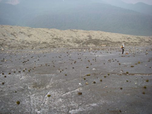 Researcher in a field of glacier mice.