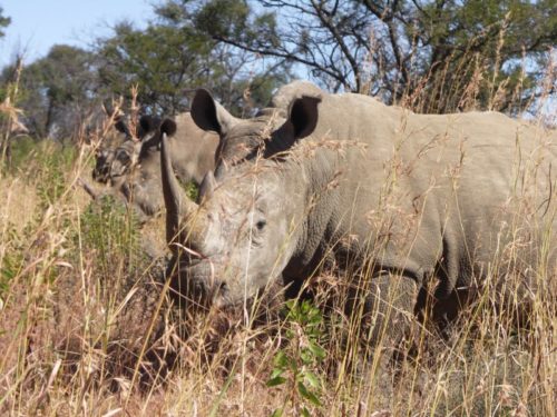 Rhino on private reserve in Mpumalanga, Mpumalanga, South Africa.