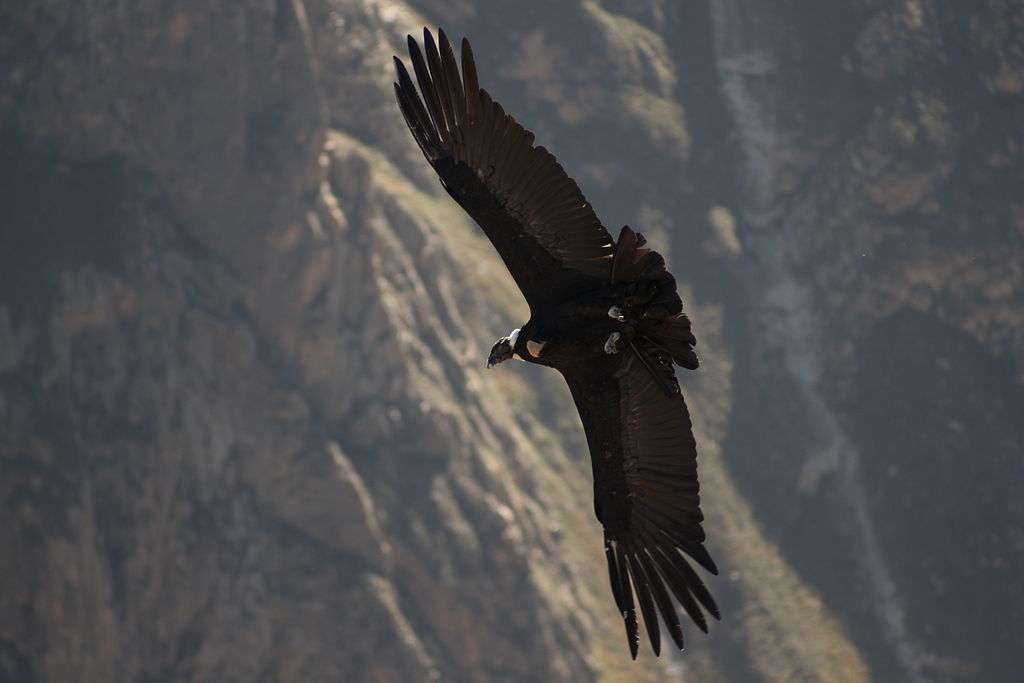 Taken at Cruz del Condor, Colca Canyon, Peru with my Canon EOS 650D and my Meyer-Optik Görlitz Orestor 2,8/135mm (with M42 Adapter).