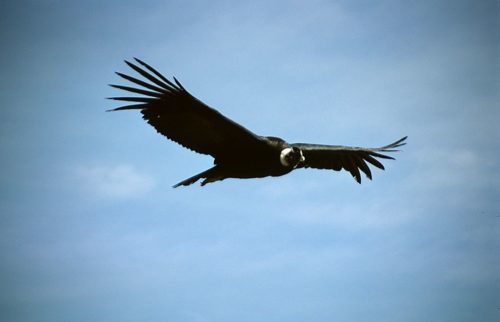 Andean Condor (Vultur gryphus) at Cruz del Cóndor in Colca Canyon, Colca Valley, Peru.