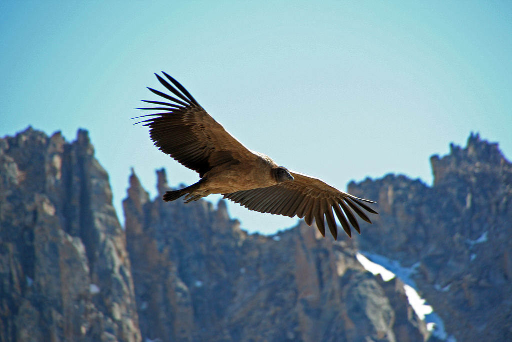 A young female Andean Condor in Argentina