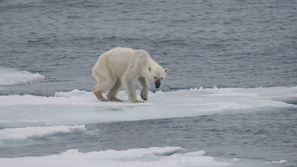 In summer, some polar bears do not make the transition from their winter residence on the Svalbard islands to the dense drift ice and pack ice of the high arctic where they would find a plethora of prey.